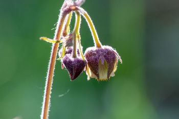 Water avens at Englewood Springs.