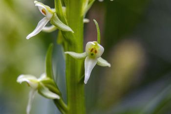 Tall white bog orchid at Englewood Springs.