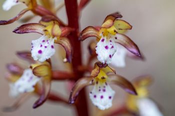 Western spotted coralroot orchid at Englewood Springs.