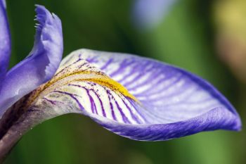 Rocky Mountain Iris detail at Englewood Springs.