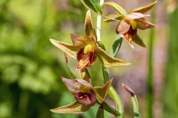 Stream orchids at Whitney Preserve in Fall River County.