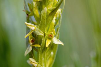 Northern green bog orchid at Aurora Prairie Preserve in Brookings County.