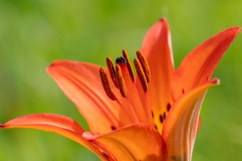 Wood lily at Aurora Prairie Preserve in Brookings County.