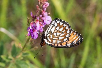 Regal fritillary at Aurora Prairie Preserve in Brookings County.