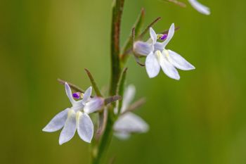 Pale-spike lobelia at Aurora Prairie Preserve in Brookings County.