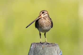 Wilson’s snipe showing off that beak in rural Grant County.