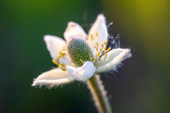 Thimbleweed flower at Lake Vermillion Recreation Area.