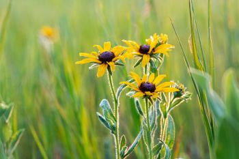 The first black-eyed Susan of the year at Lake Vermillion Recreation Area.