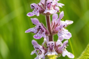 Marsh hedge nettle in bloom in rural Deuel County.