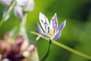 Wild garlic blossom at Jacobson Fen in Deuel County.