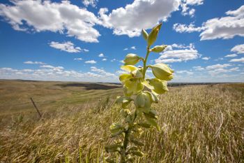 The last of the yucca blooms along the Jones and Jackson County line.