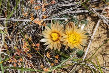 Missouri foxtail pincushion in bloom amongst tiny Western rock jasmine blooms in Perkins County.