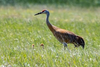 Sandhill crane with chicks in the Coteau des Prairies of Grant County.