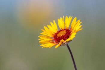 Blanket flower bloom in Grant County.