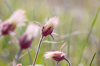 Prairie smoke blooms in Deuel County.