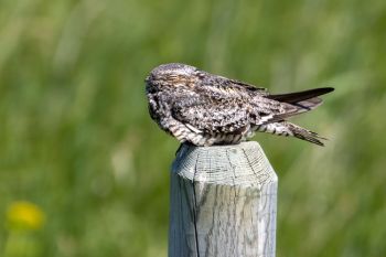 Sleepy nighthawk in Grant County.