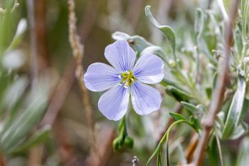 Wild flax flower among the sage found at the Slim Buttes of Harding County.