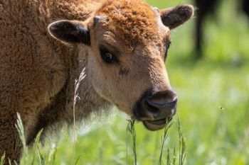 Buffalo calf at Custer State Park.