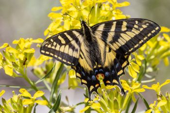 Eastern tiger swallowtail on a wallflower along the wildflower trail in Custer State Park.