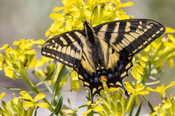 Eastern tiger swallowtail on a wallflower along the wildflower trail in Custer State Park.