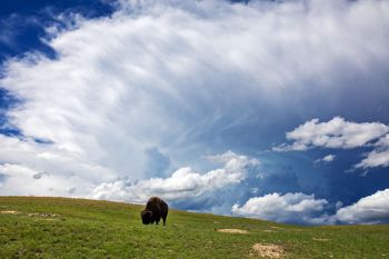 American bison with a distant rainstorm at Wind Cave National Park.