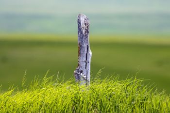A lone fencepost with lush green, rolling prairies in Jackson County.
