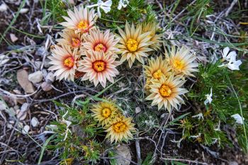 Flowering Missouri foxtail cactus at Buffalo Gap National Grasslands.