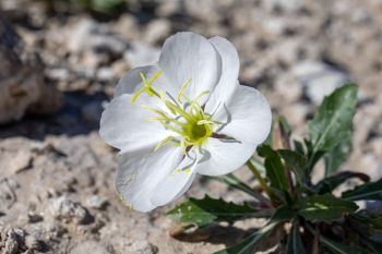 A gumbo lily, or gumbo evening primrose, at Buffalo Gap National Grasslands.