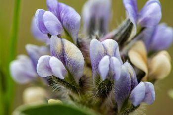 Prairie turnip in bloom at Buffalo Gap National Grasslands.