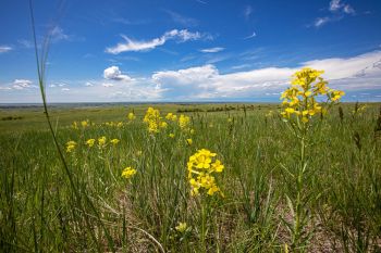 Western wallflower in bloom in the Sage Creek Wilderness of the Badlands.