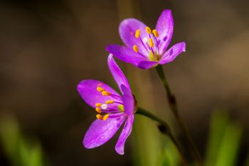 Prairie fameflower found at the Dells of the Big Sioux south of Dell Rapids.