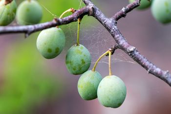 Plums not quite ready for picking.