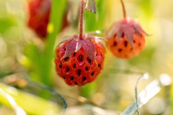 Wild strawberry in rural Deuel County.