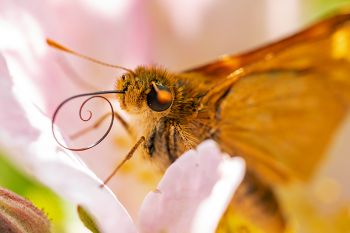 A skipper showing off its proboscis on a wild prairie rose.