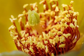 Macro shot of a prickly pear cactus bloom.