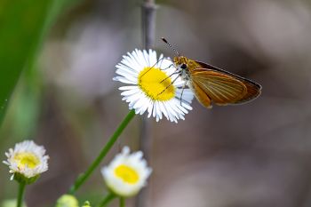 A small skipperling species on a daisy fleabane.