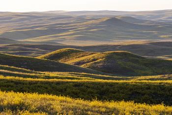 Yellow clover covering the Bad River Hills in Stanley County.