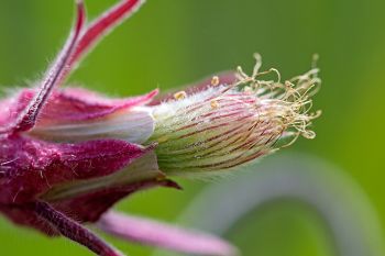 Prairie smoke in bloom.