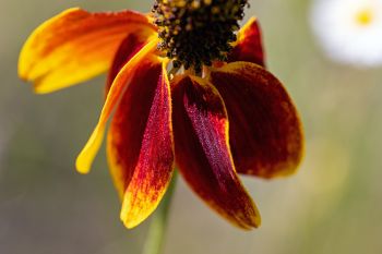 Color detail of a Mexican hat prairie coneflower.