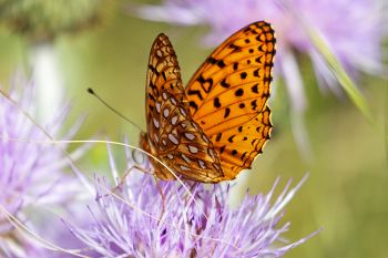What I think is an Aphrodite fritillary butterfly on a thistle bloom at Wind Cave National Park.