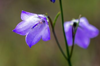 Harebell.