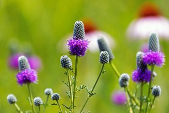 Purple prairie clover and black samson at the Sioux Prairie Preserve near Colman.