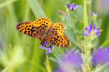 Meadow fritillary on volunteer alfalfa at the Sioux Prairie Preserve near Colman.