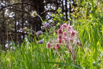 Pasqueflower and prairie smoke side by side in the Cave Hills of Harding County.