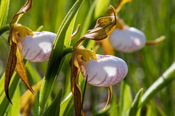 Small white lady’s slipper flower in rural Deuel County.