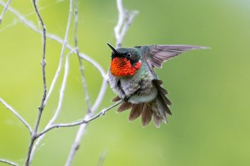 Ruby-throated hummingbird showing off his namesake.