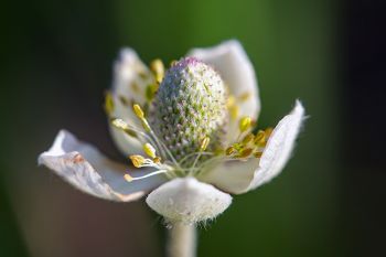 Thimbleweed bloom.