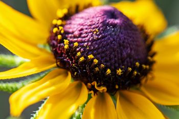 Black-eyed Susan.