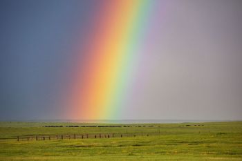 Rainbow over cattle grazing in Meade County.