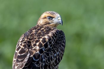 Swainson’s hawk on the Duncan church road in rural Buffalo County.